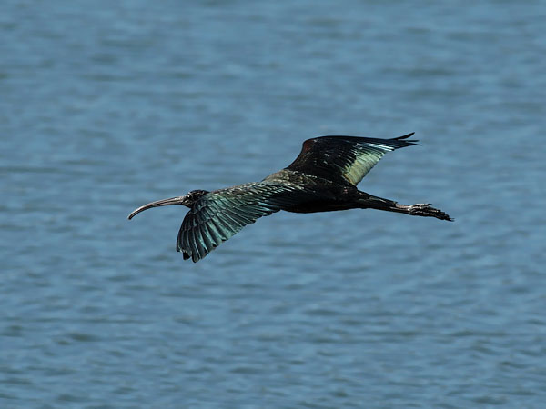Pronssi-iibis, Glossy Ibis, Plegadis falcinellus